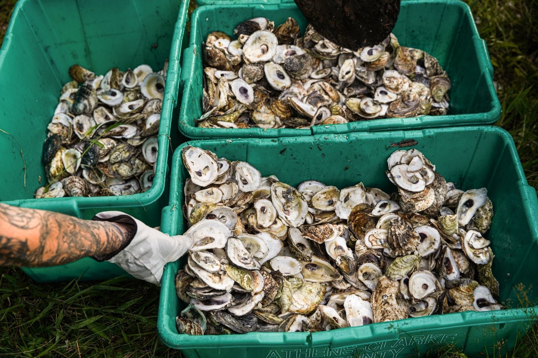 a bunch of oysters are in bins, ready to be relocated