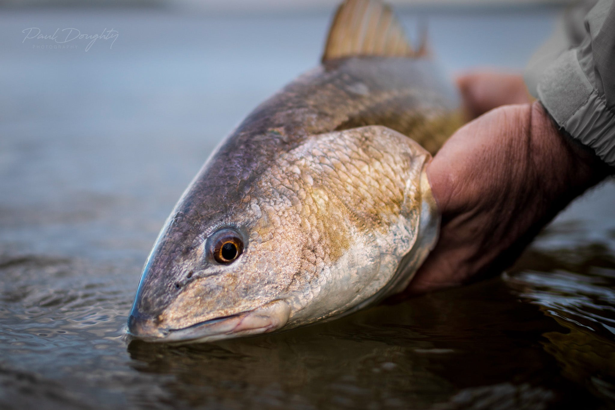 How To Catch More Winter Redfish