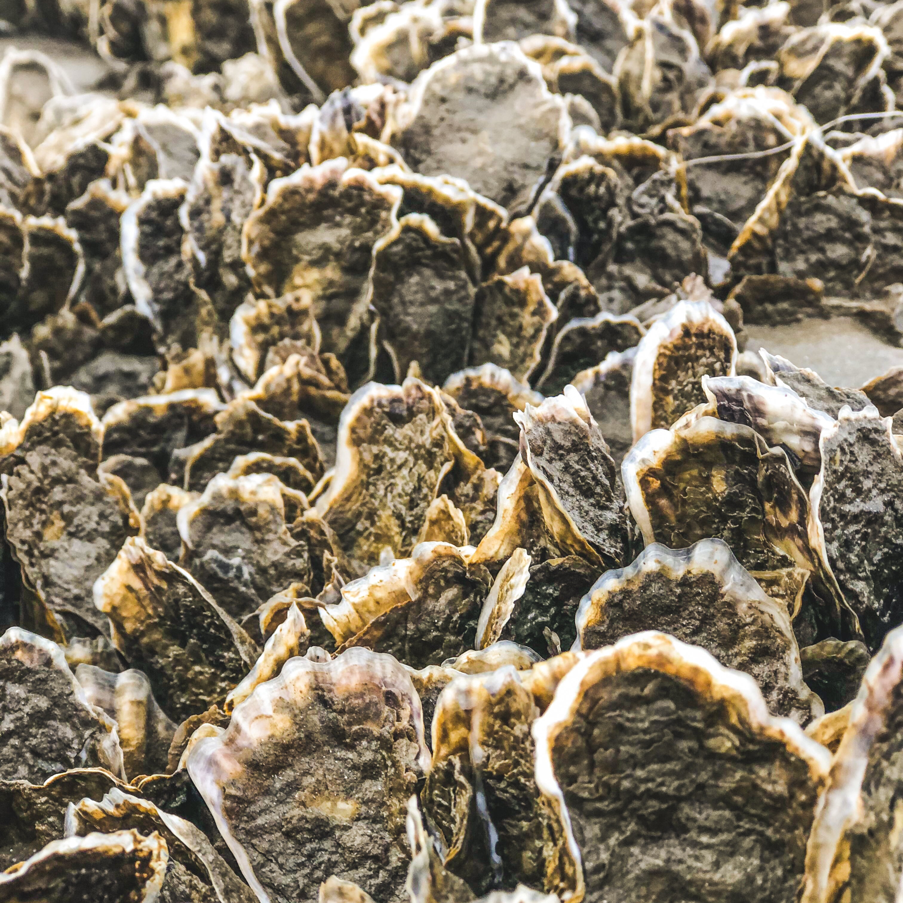 Charleston Announces Nov. 22 Oyster Recycling Day