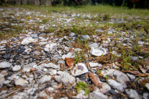 Don’t Chuck Those Shucks!