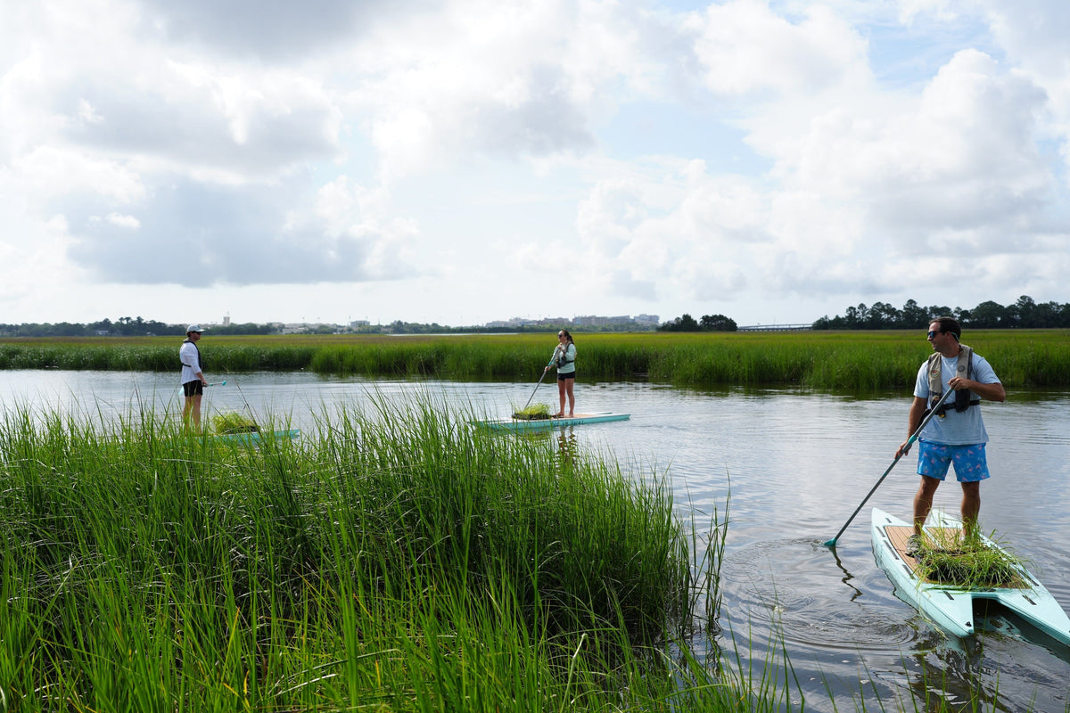 people are seen on paddleboards planting marsh grass