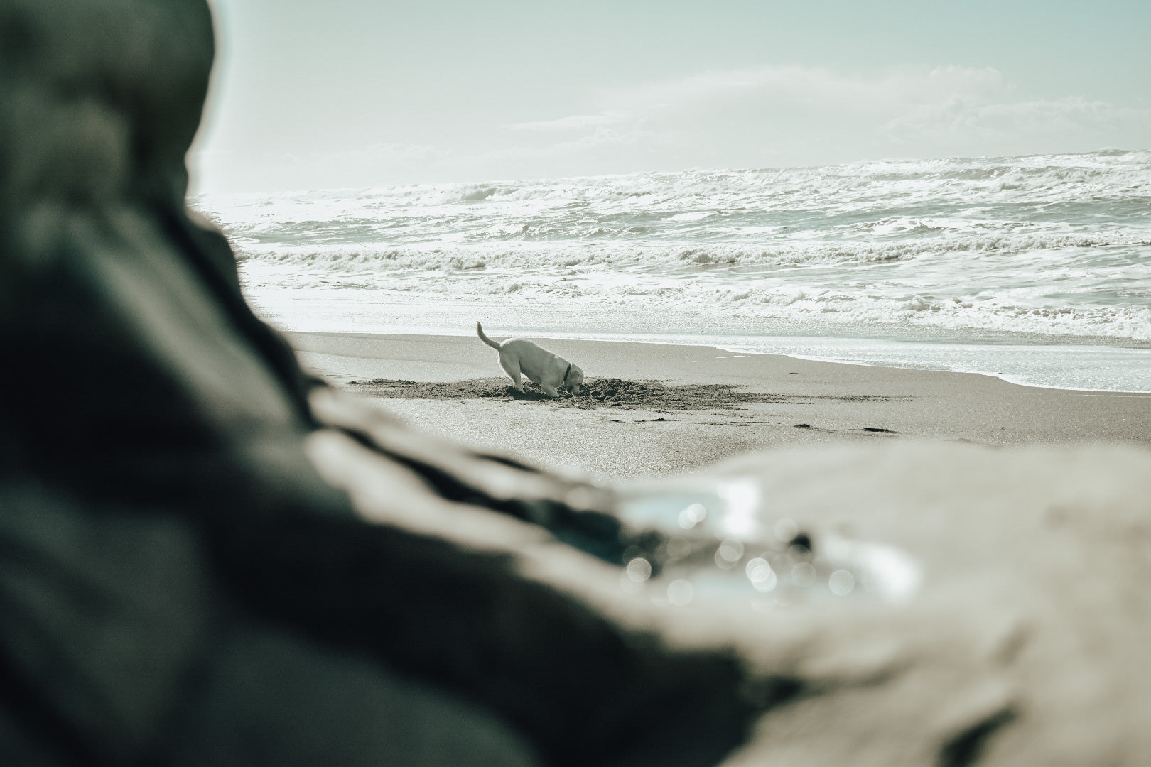 A dog digging a hole on the beach