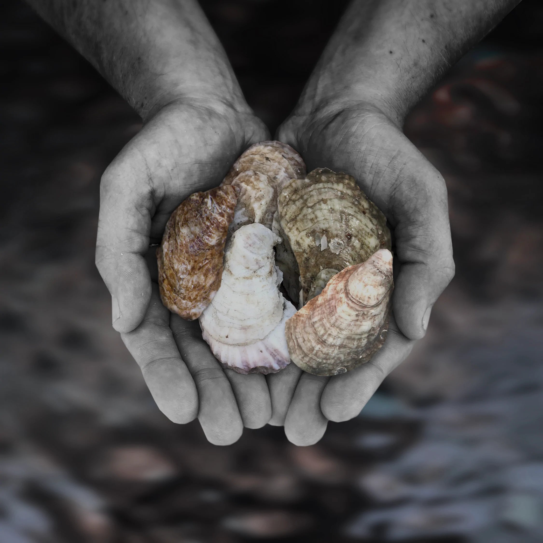 The 5 Most Popular Oyster Species in North America