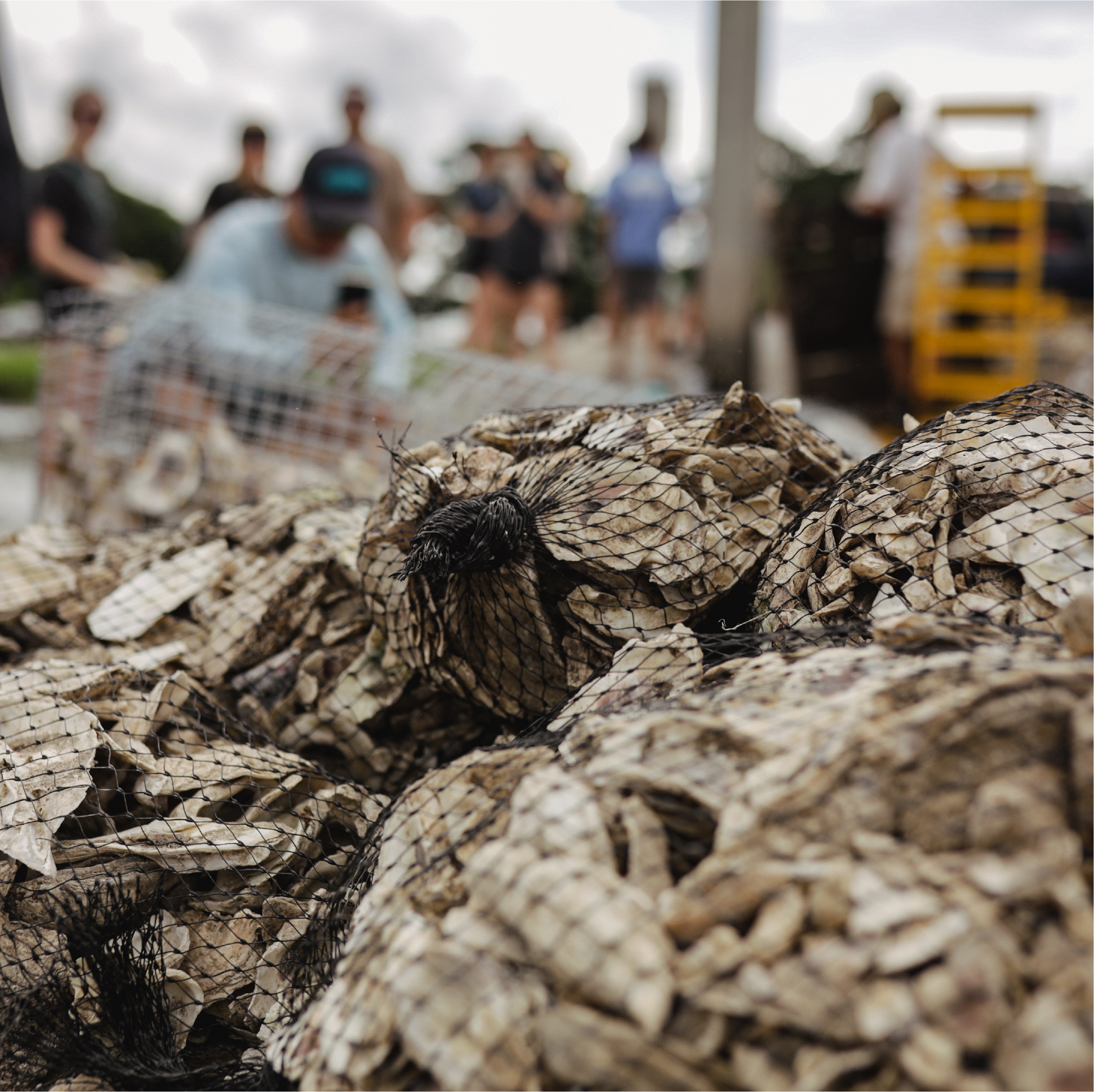 National Oyster Day 2022