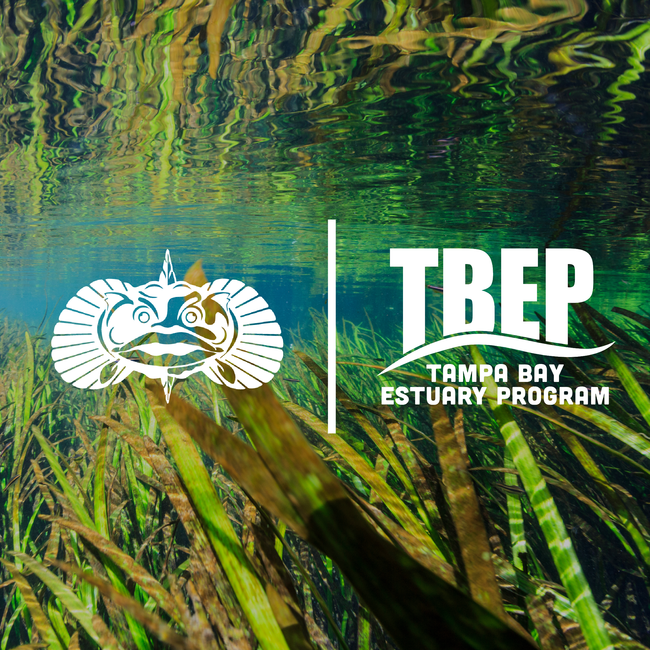 Toadfish Donates To Help Save Florida's Seagrass