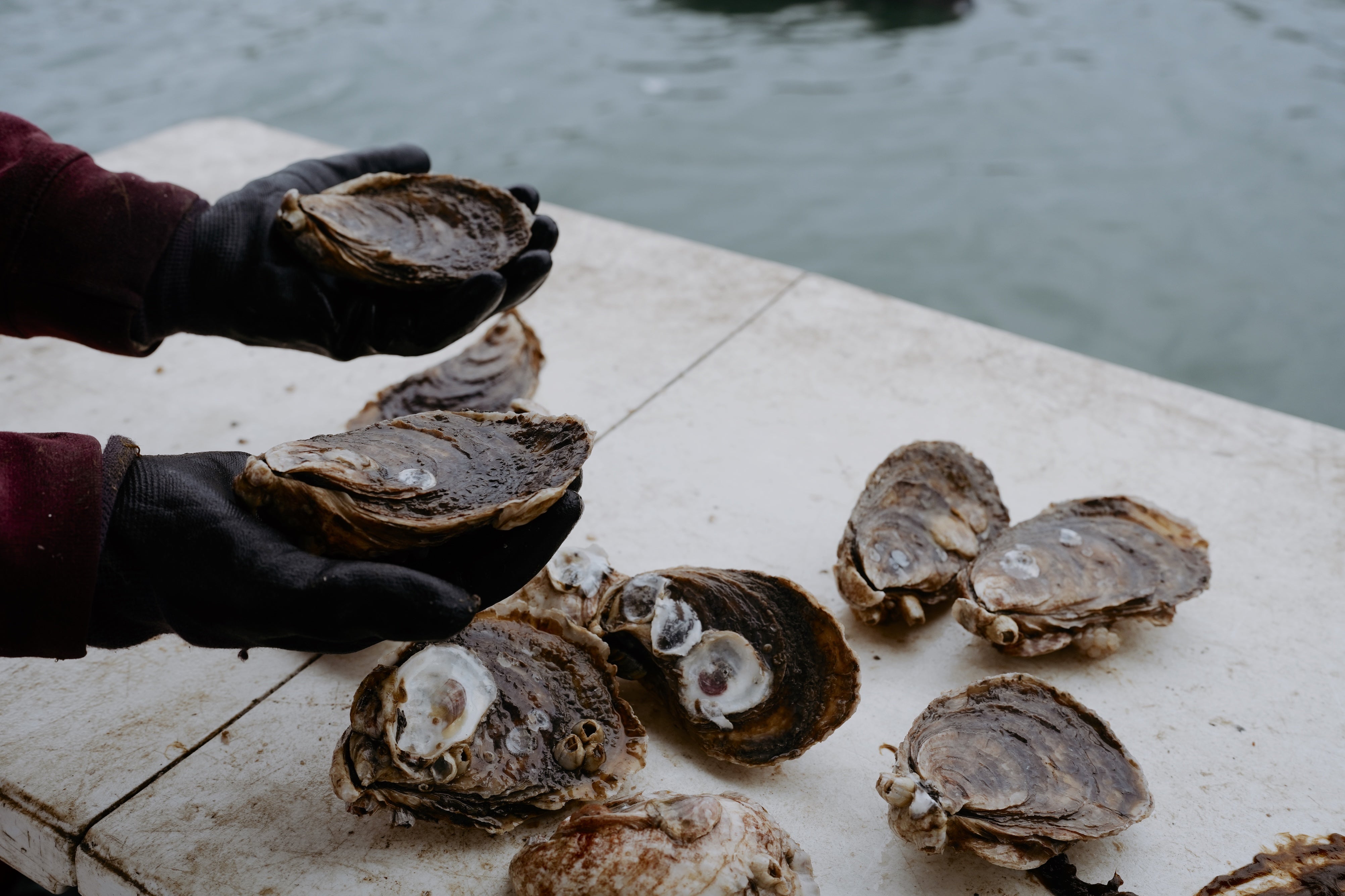 some giant oysters from Tom Bierce's Charleston oyster farm are displayed - where these shells go, time will tell!