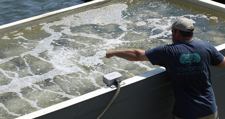 VCU Receives Funding for Oyster Restoration Project