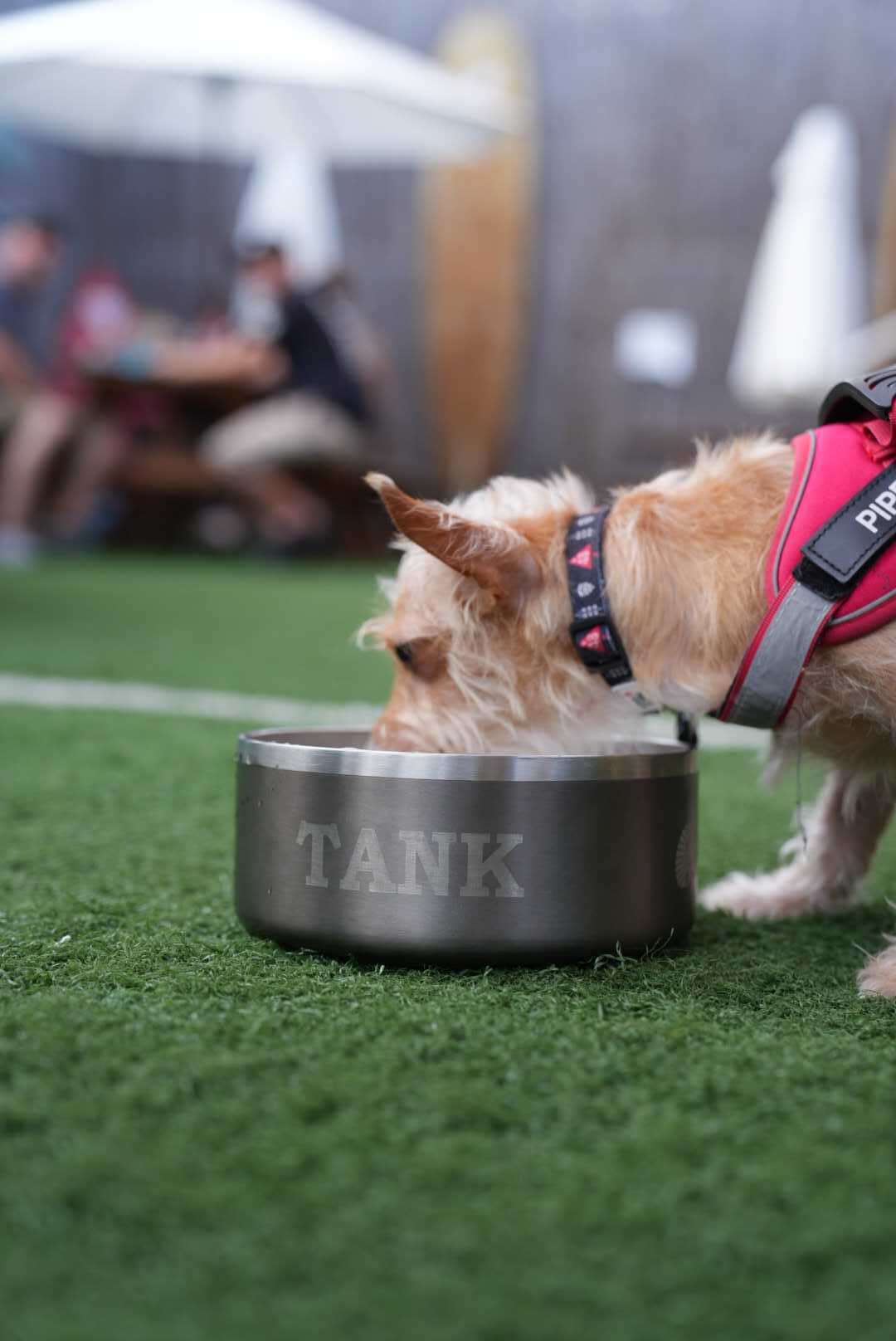 Custom Engraved Dog Bowl