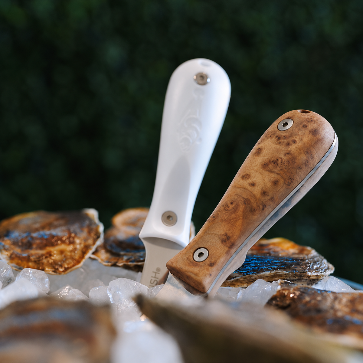 Burl wood oyster knife handle beside a white Professional Edition Oyster Knife among oysters on ice
