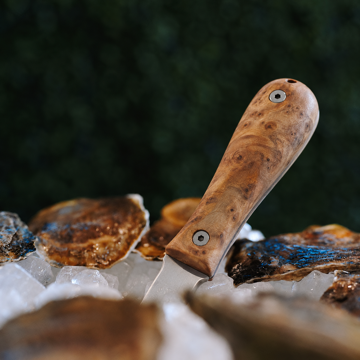 Close-up of the patterned burl wood handle and two screws of the Toadfish Oyster Knife among oysters on ice