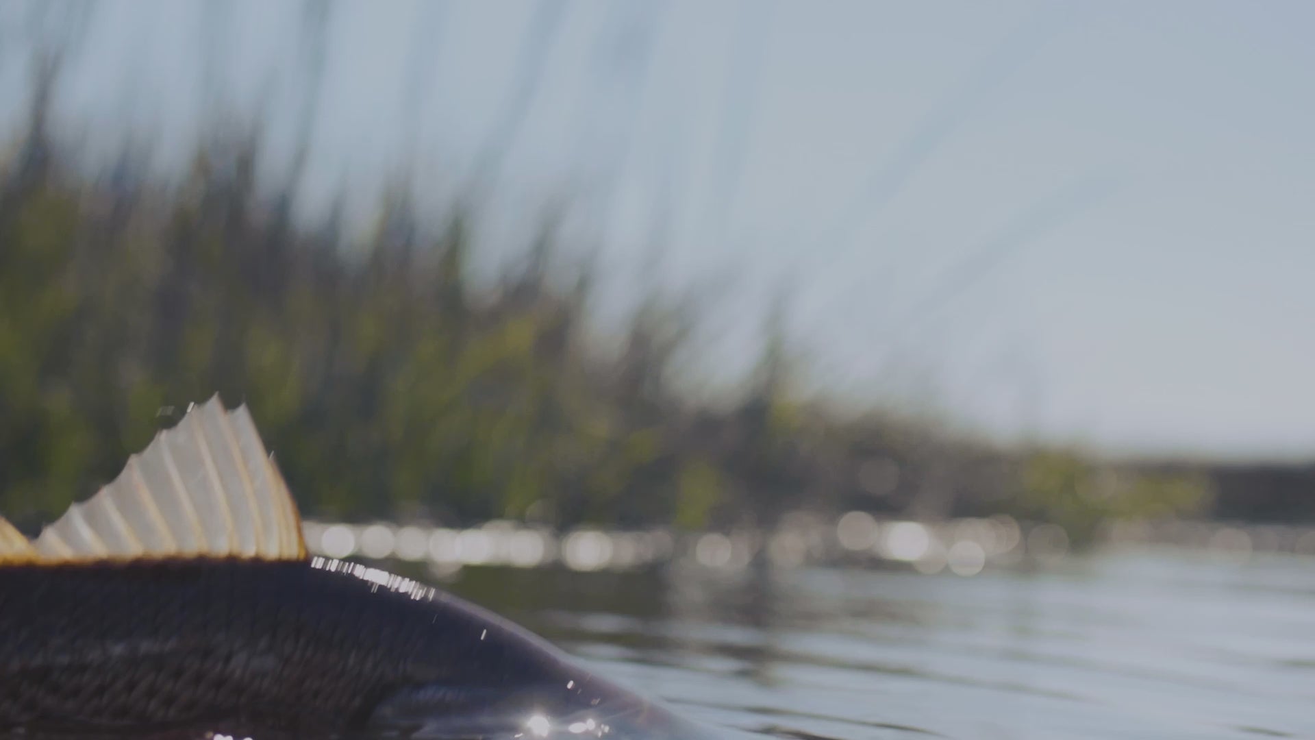 Load video: Put 'Em Back Fishing Tournament