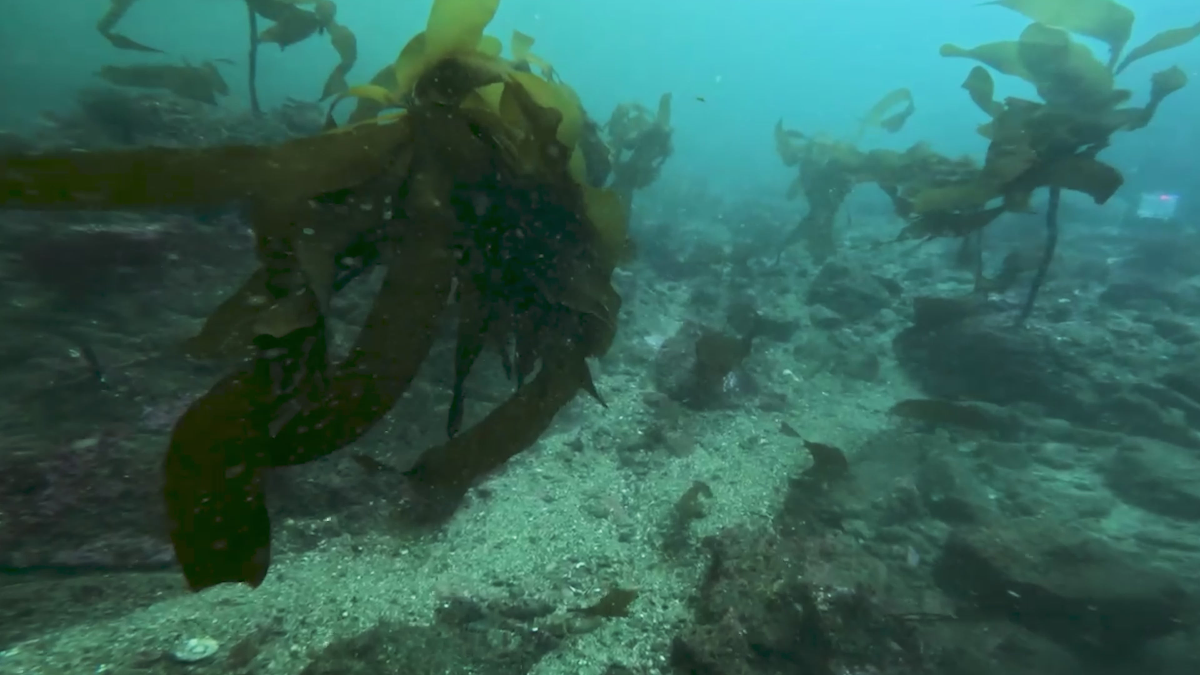 Load video: Toadfish Ultimate Shears