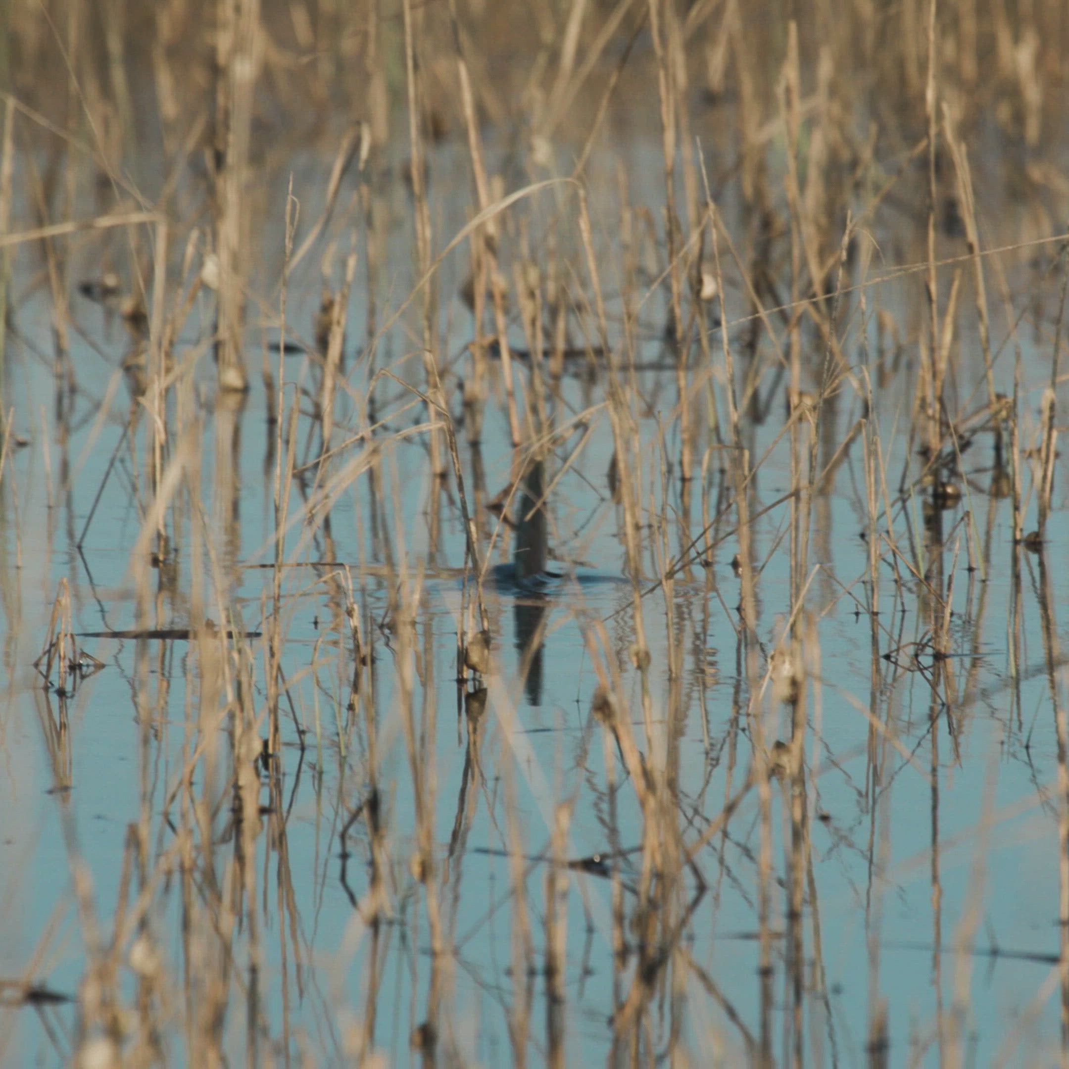 Fly Rod
