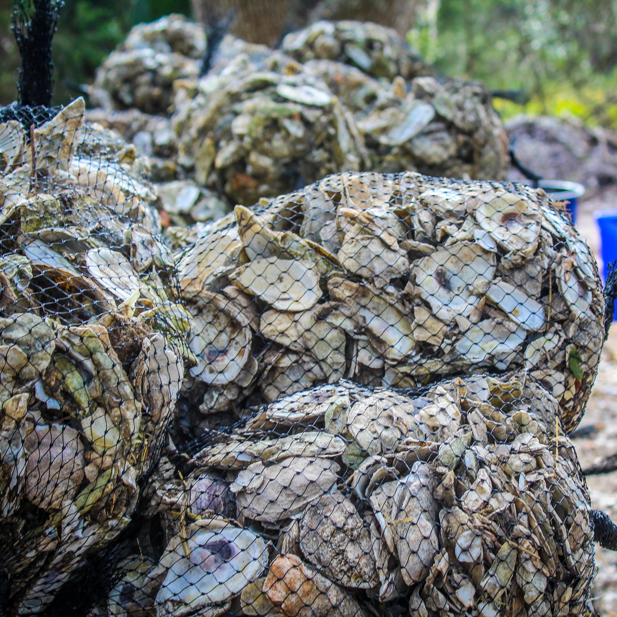 Toadfish Outfitters donates $20K to recreational oyster harvest study.