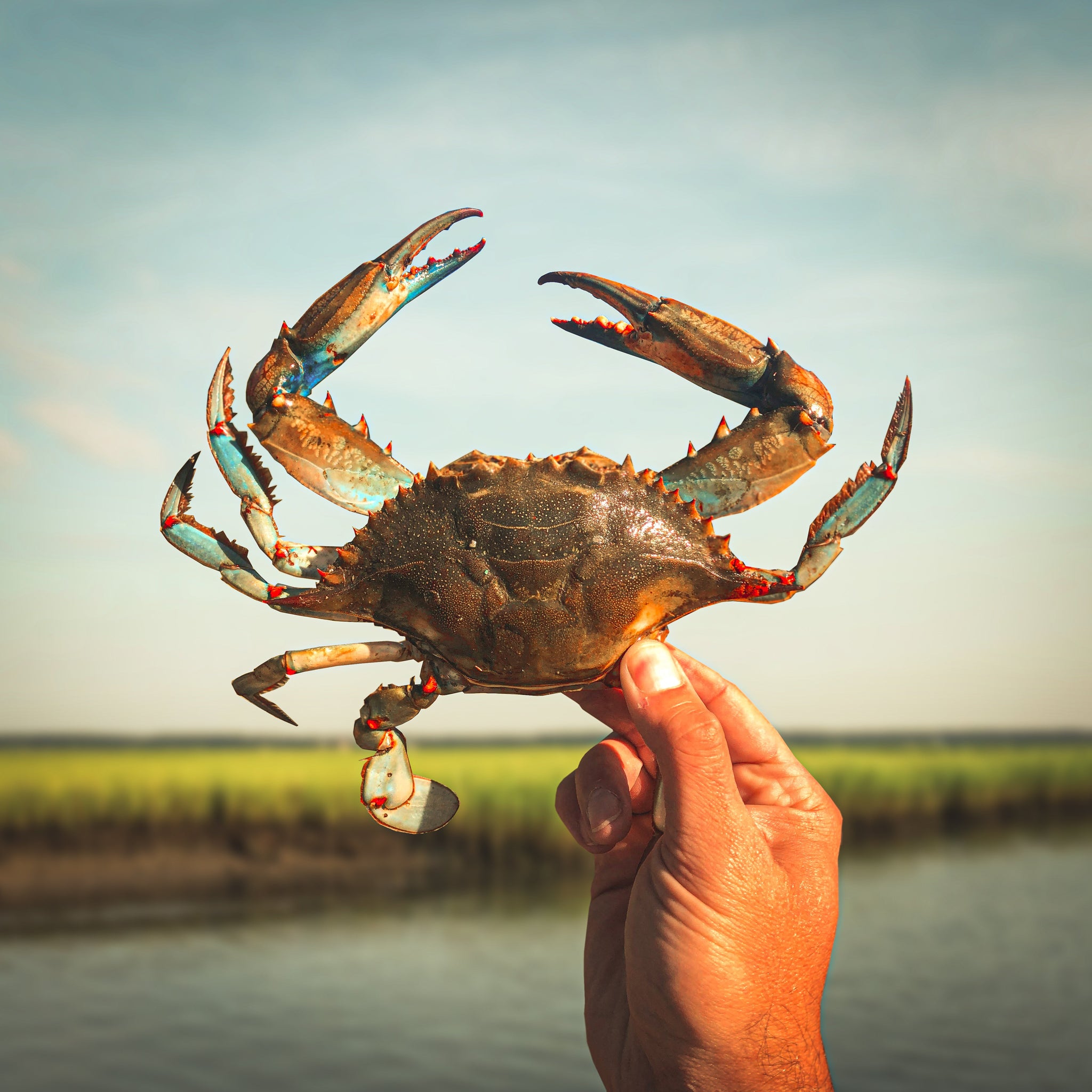 Should You Boil or Steam Blue Crabs?