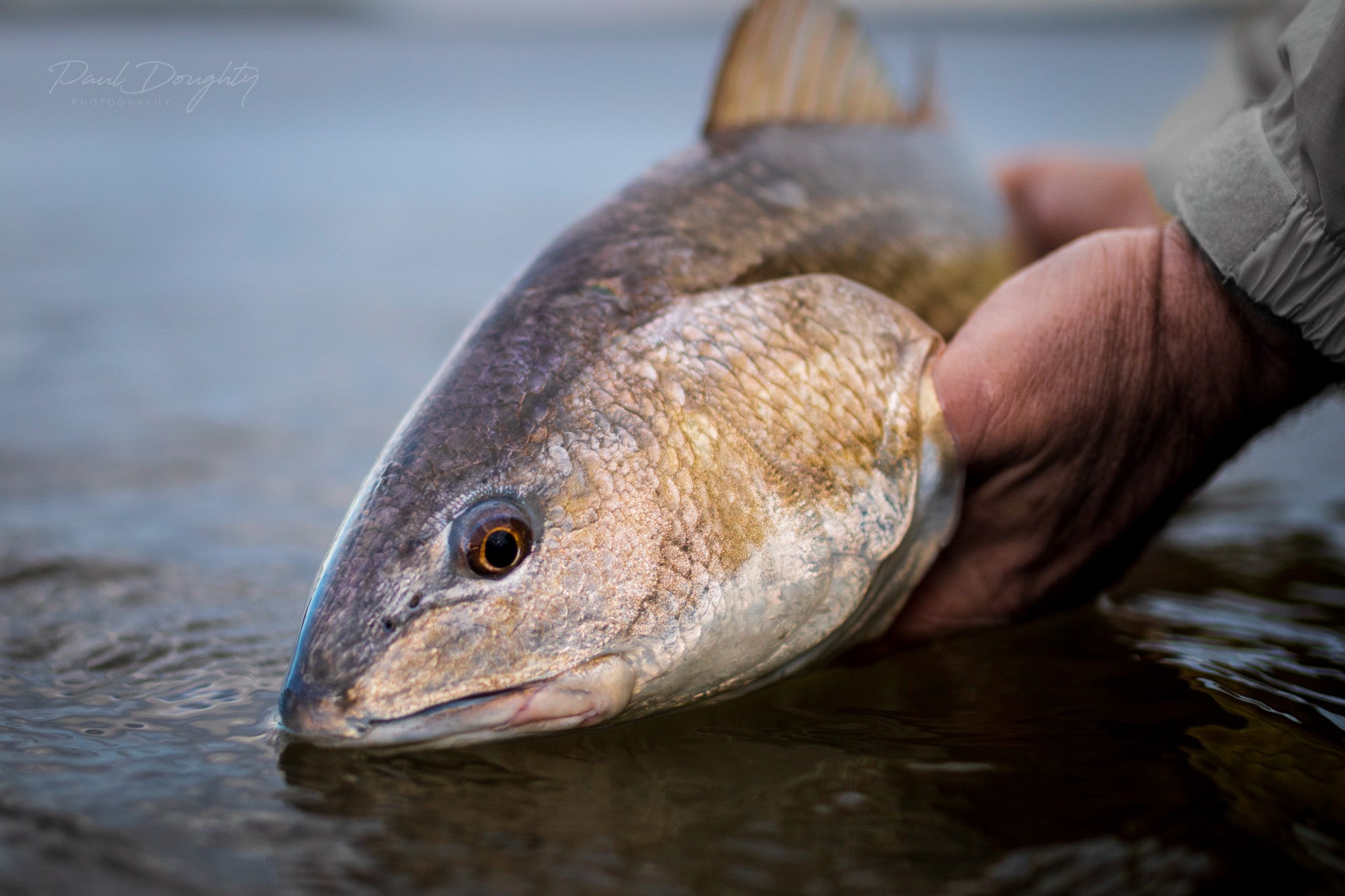How To Catch More Winter Redfish