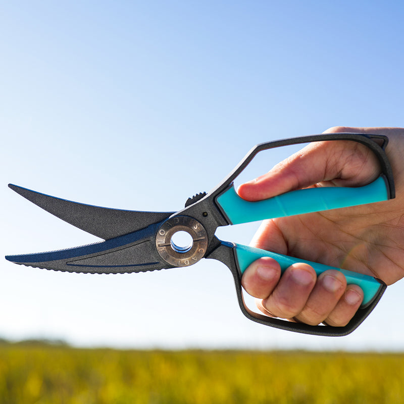 From the Water to the Kitchen: Discover the Versatility of Toadfish's