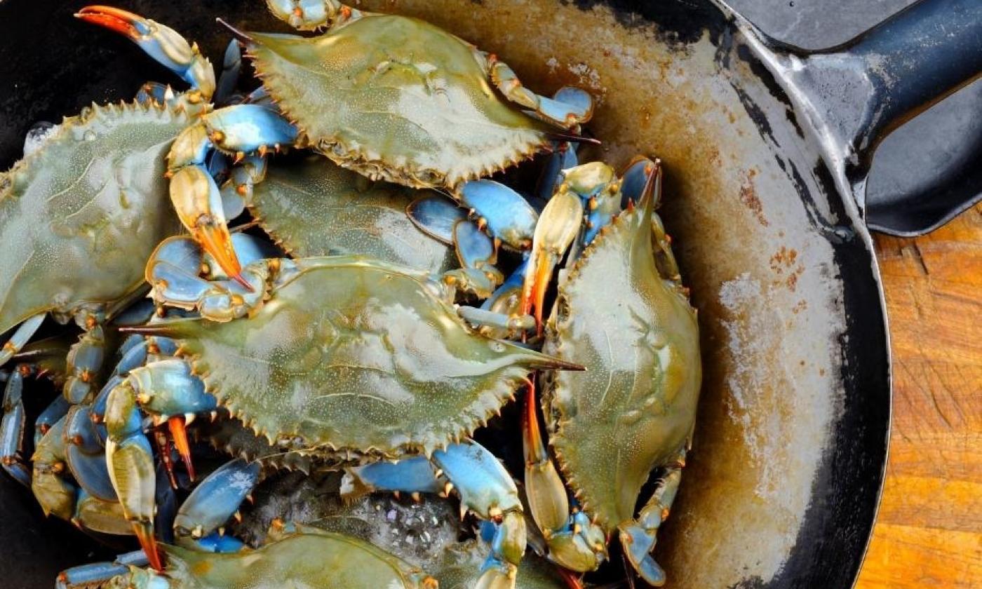 How To Tell Difference Between Male and Female Blue Crabs
