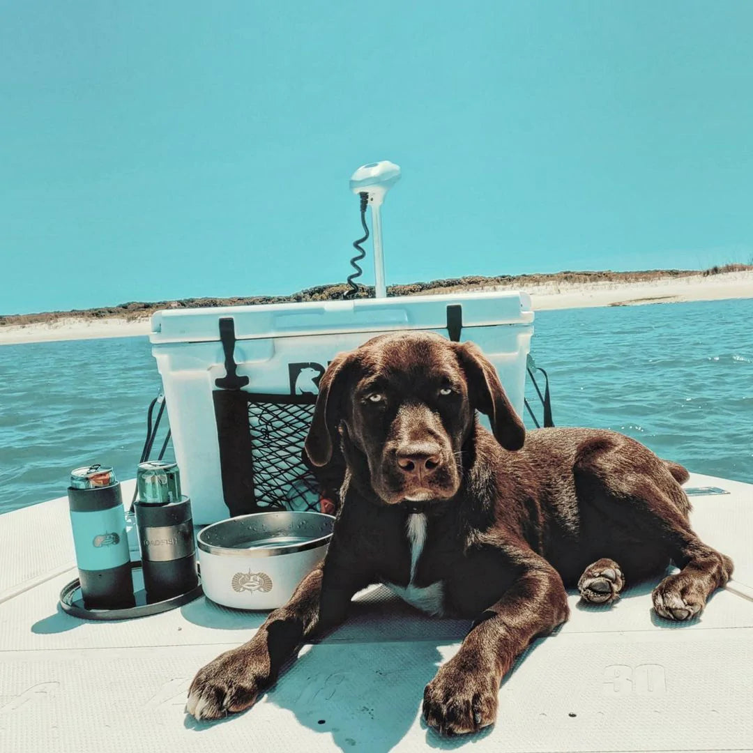 Dog Days of Summer | Tips To Keeping Your Pup Hydrated
