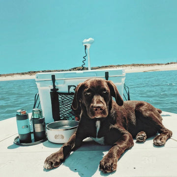 Dog Days of Summer | Tips To Keeping Your Pup Hydrated