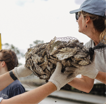 Toadfish donates $20K to fund oyster restoration projects