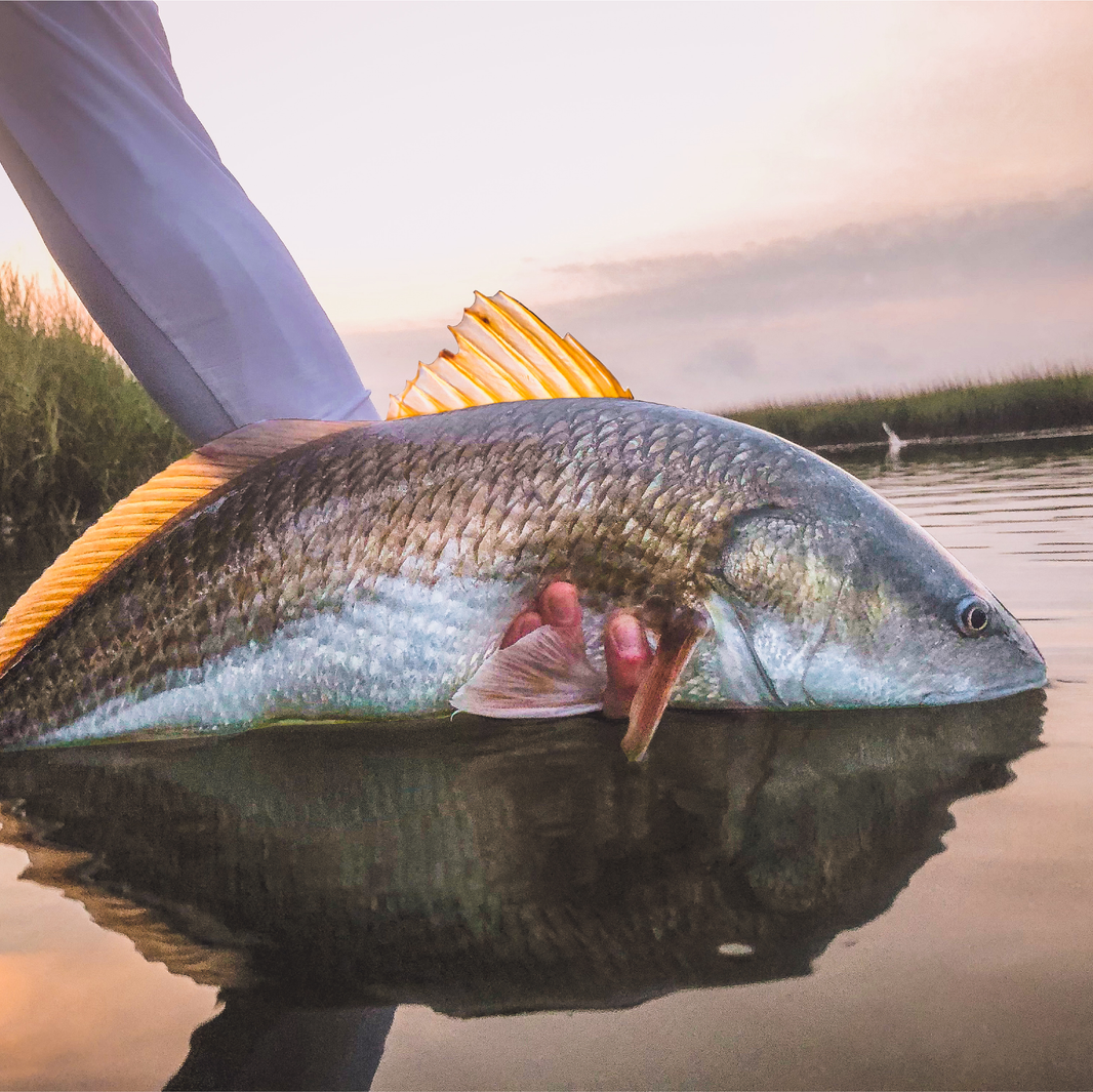 The 5 Best Soft Plastics for Inshore Saltwater Fishing Toadfish