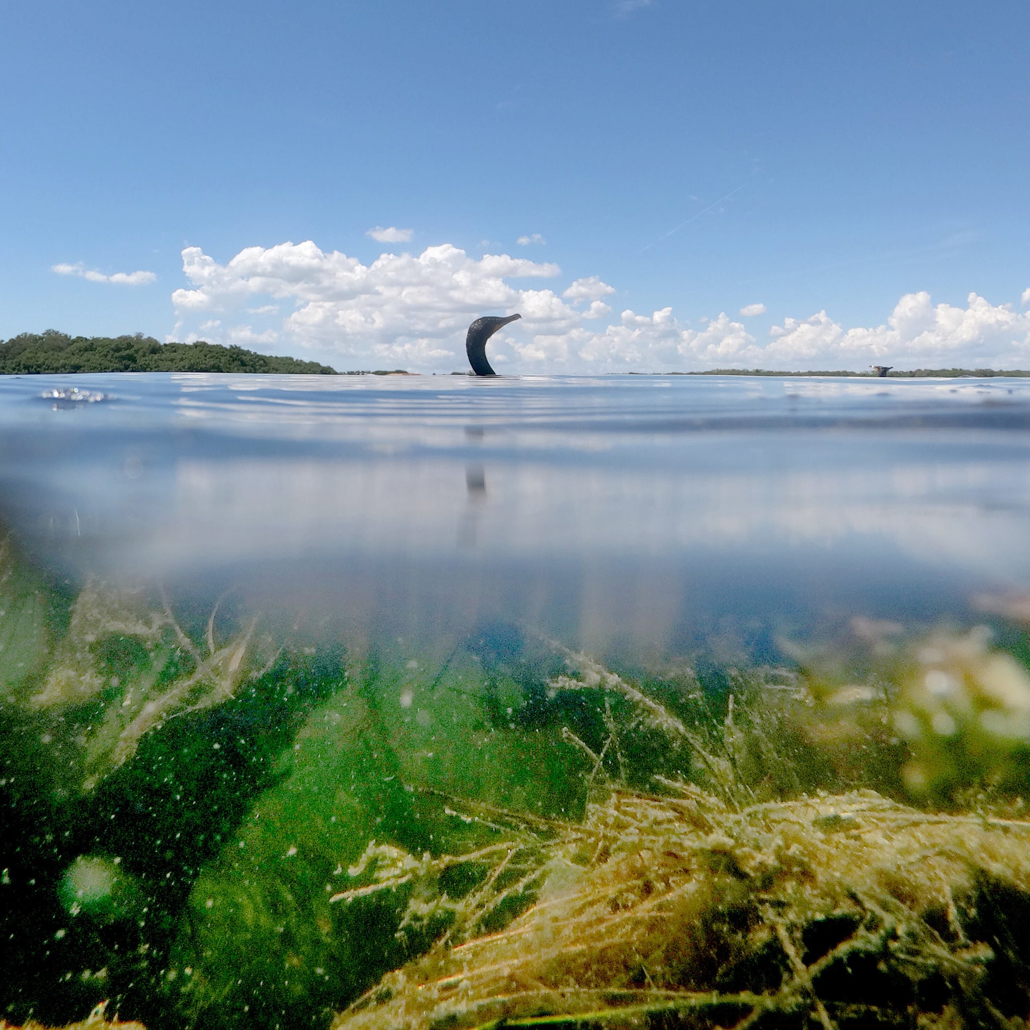 A cormorant swims amidst the seagrass and in the water in Tampa Bay