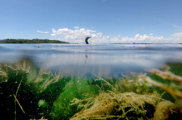 A cormorant swims amidst the seagrass and in the water in Tampa Bay