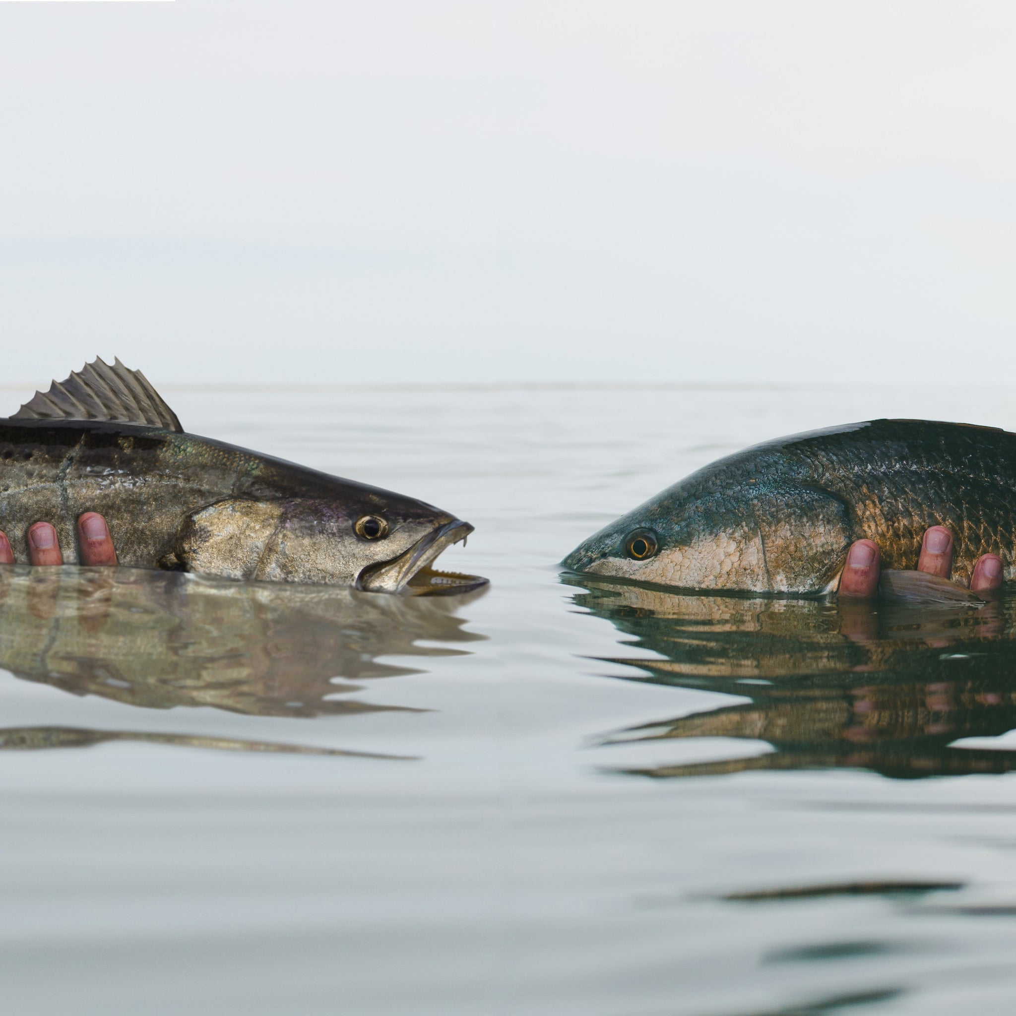 A redfish and a speckled trout are pictured in the water facing each other