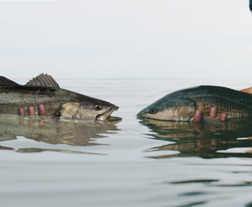 A redfish and a speckled trout are pictured in the water facing each other