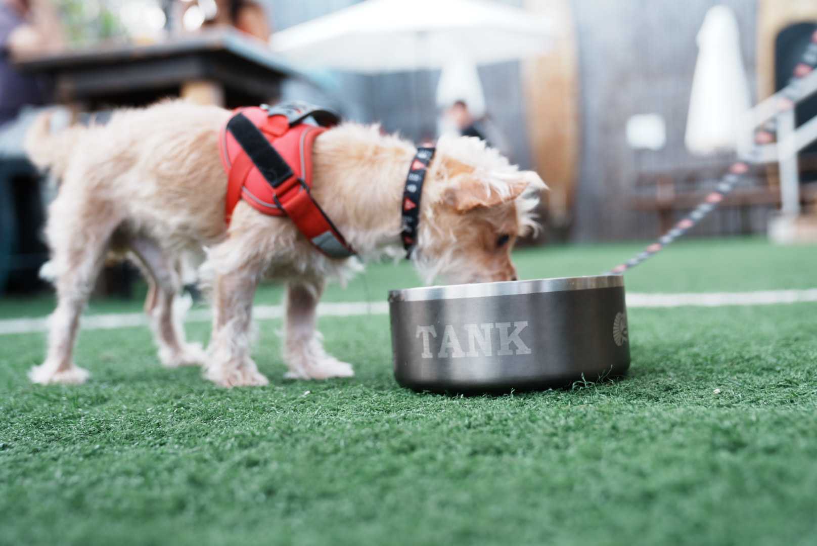 Custom Engraved Dog Bowl